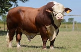 Image result for Red Bulls animal. Size: 163 x 106. Source: livestockcapital.com.tr