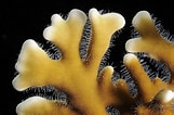 Image result for Fire corals. Size: 161 x 106. Source: www.liveabout.com