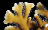 Image result for Fire Coral Species. Size: 167 x 106. Source: www.liveabout.com