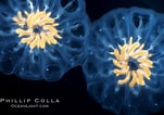 Afbeeldingsresultaten voor Pelagic tunicate Doliolette. Grootte: 151 x 106. Bron: www.oceanlight.com