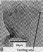 Image result for Metridia lucens Geslacht. Size: 89 x 106. Source: copepodes.obs-banyuls.fr