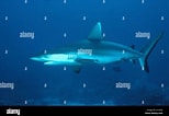 Image result for "carcharhinus Wheeleri". Size: 154 x 106. Source: www.alamy.com