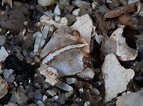 Image result for "liocarcinus Pusillus". Size: 143 x 106. Source: www.seawater.no