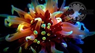 Image result for "lebrunia Coralligens". Size: 190 x 106. Source: www.pinterest.com