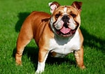Image result for Engelsk Bulldog. Size: 151 x 106. Source: www.animalkingdomaz.com