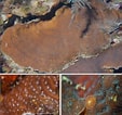 Image result for Agaricia grahamae Geslacht. Size: 113 x 106. Source: www.researchgate.net