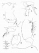 Image result for "bathyporeia Gracilis". Size: 78 x 106. Source: www.researchgate.net