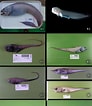 Image result for "aphyonus Gelatinosus". Size: 92 x 106. Source: www.researchgate.net
