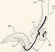 Image result for "streblospio Benedicti". Size: 113 x 106. Source: www.researchgate.net