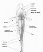 Image result for Sierlijke bakerhaai Anatomie. Size: 88 x 106. Source: nl.pinterest.com
