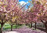 Afbeeldingsresultaten voor Cherry Blossom. Grootte: 151 x 106. Bron: www.cntraveler.com