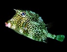 Image result for Honeycomb Cowfish. Size: 138 x 106. Source: www.pinterest.com