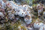 Image result for "rissoa Porifera". Size: 159 x 106. Source: www.coolgalapagos.com