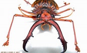Afbeeldingsresultaten voor "pleistacantha Cervicornis". Grootte: 173 x 106. Bron: www.pinterest.fr