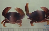Afbeeldingsresultaten voor Trapezia cheni Geslacht. Grootte: 169 x 106. Bron: taieol.tw