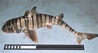 Afbeeldingsresultaten voor "heterodontus Zebra". Grootte: 193 x 106. Bron: www.fishbase.se
