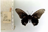 Image result for Mimoides ariarathes. Size: 158 x 106. Source: www.butterfliesofamerica.com