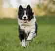 Image result for Bordercollie. Size: 113 x 106. Source: www.bleumoonproductions.com