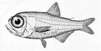 Image result for "electrona Risso". Size: 208 x 106. Source: marinespecies.org