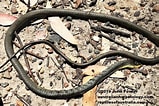 Afbeeldingsresultaten voor Dendrelaphis punctulatus. Grootte: 159 x 106. Bron: www.reptilesofaustralia.com