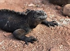 Image result for Galapagos Zeebeer. Size: 145 x 106. Source: www.hannekeopreis.nl
