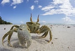 Image result for Horned Eye Ghost Crab. Size: 155 x 106. Source: www.pinterest.com