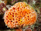 Image result for Sponges Invertebrates. Size: 142 x 106. Source: old.enjaysystems.com