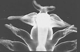 Image result for "tomopteris Septentrionalis". Size: 163 x 106. Source: planktonnet.awi.de