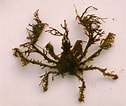 Image result for "oregonia Gracilis". Size: 126 x 106. Source: inverts.wallawalla.edu
