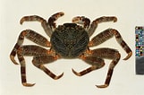 Image result for "grapsus Albolineatus". Size: 161 x 106. Source: ffish.asia