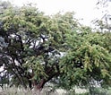 Image result for Iotroata spinosa Geslacht. Size: 124 x 106. Source: www.ecoregistros.org