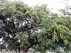 Image result for "acrosphaera Spinosa". Size: 140 x 106. Source: www.ecoregistros.org