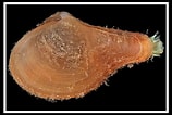 Image result for "cuspidaria Cuspidata". Size: 158 x 106. Source: www.idscaro.net