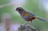Image result for 台灣野鳥網路圖鑑. Size: 164 x 106. Source: today.to