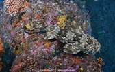 Image result for "orectolobus Japonicus". Size: 168 x 106. Source: www.sharksandrays.com