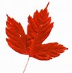Tamaño de Resultado de imágenes de Red Maple Leaves.: 105 x 106. Fuente: www.photos-public-domain.com
