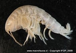 Image result for "ampelisca Macrocephala". Size: 152 x 106. Source: www.ifop.cl
