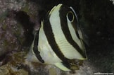 Afbeeldingsresultaten voor "chaetodon Striatus". Grootte: 162 x 106. Bron: reeflifesurvey.com