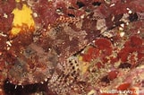 Afbeeldingsresultaten voor "scorpaena Maderensis". Grootte: 161 x 106. Bron: reeflifesurvey.com