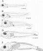 Image result for Triclops Anatomy. Size: 89 x 106. Source: www.researchgate.net
