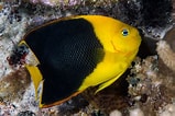 Image result for "holacanthus Tricolor". Size: 159 x 106. Source: www.fishipedia.fr