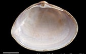 Image result for "mactra Stultorum". Size: 170 x 106. Source: naturalhistory.museumwales.ac.uk