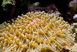 Image result for Fungia Plate Coral. Size: 157 x 106. Source: www.pinterest.com