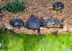 skildpadder-साठीचा प्रतिमा निकाल. आकार: 149 x 106. स्रोत: www.colourbox.dk