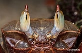 Image result for Ocypode ceratophthalmus Roofdieren. Size: 164 x 106. Source: www.pinterest.com