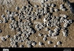 Image result for "chthamalus Stellatus". Size: 153 x 106. Source: www.alamy.com