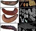 Afbeeldingsresultaten voor Holothuria anatomy. Grootte: 120 x 106. Bron: www.researchgate.net