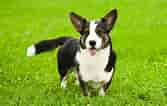 Image result for Welsh Corgi Cardigan. Size: 167 x 106. Source: be.chewy.com