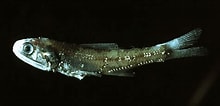 Image result for "notoscopelus Caudispinosus". Size: 220 x 106. Source: adriaticnature.com