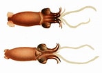 Image result for Bathyteuthis abyssicola Feiten. Size: 148 x 106. Source: www.niwa.co.nz